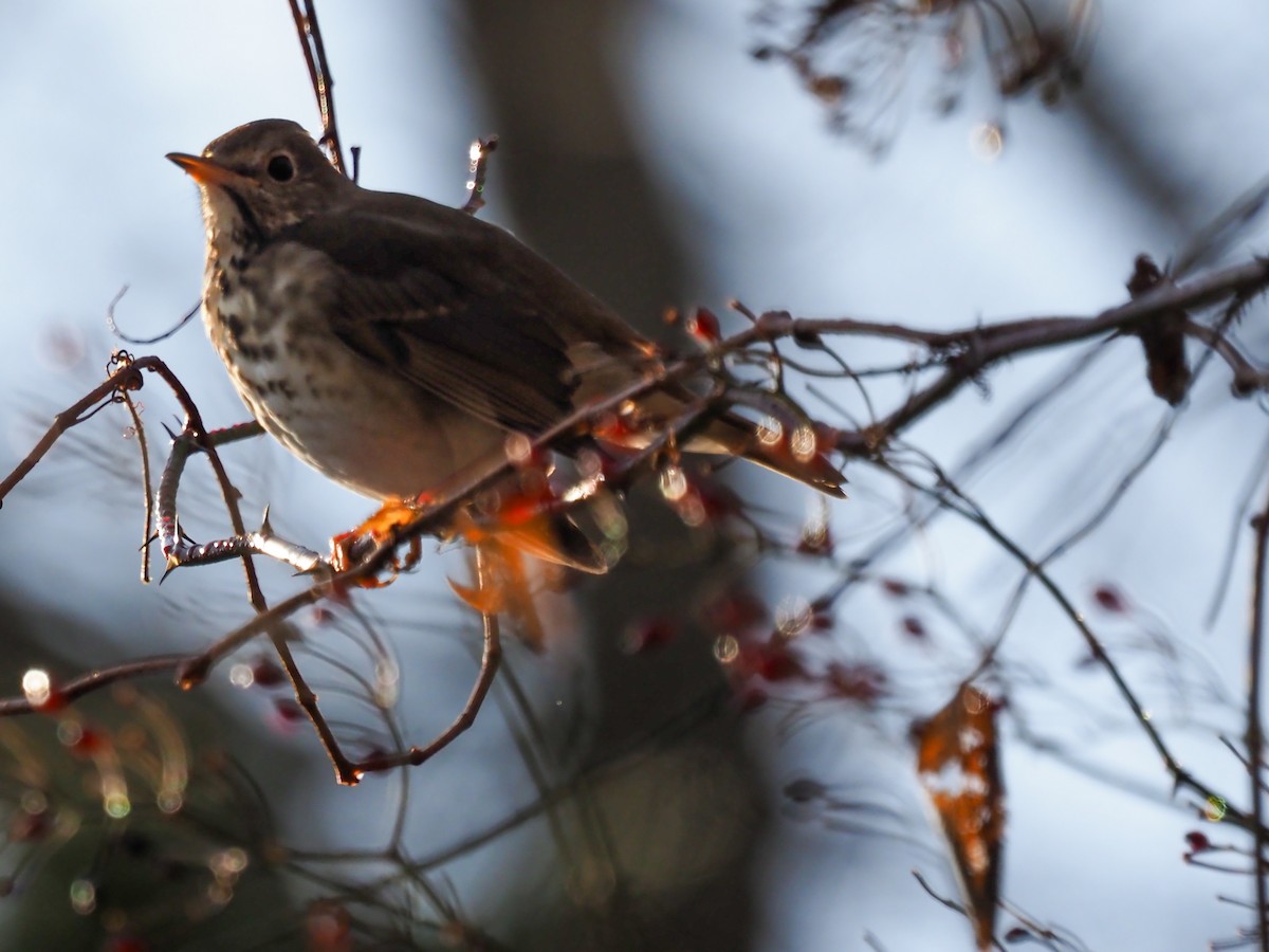 Hermit Thrush - ML627702361