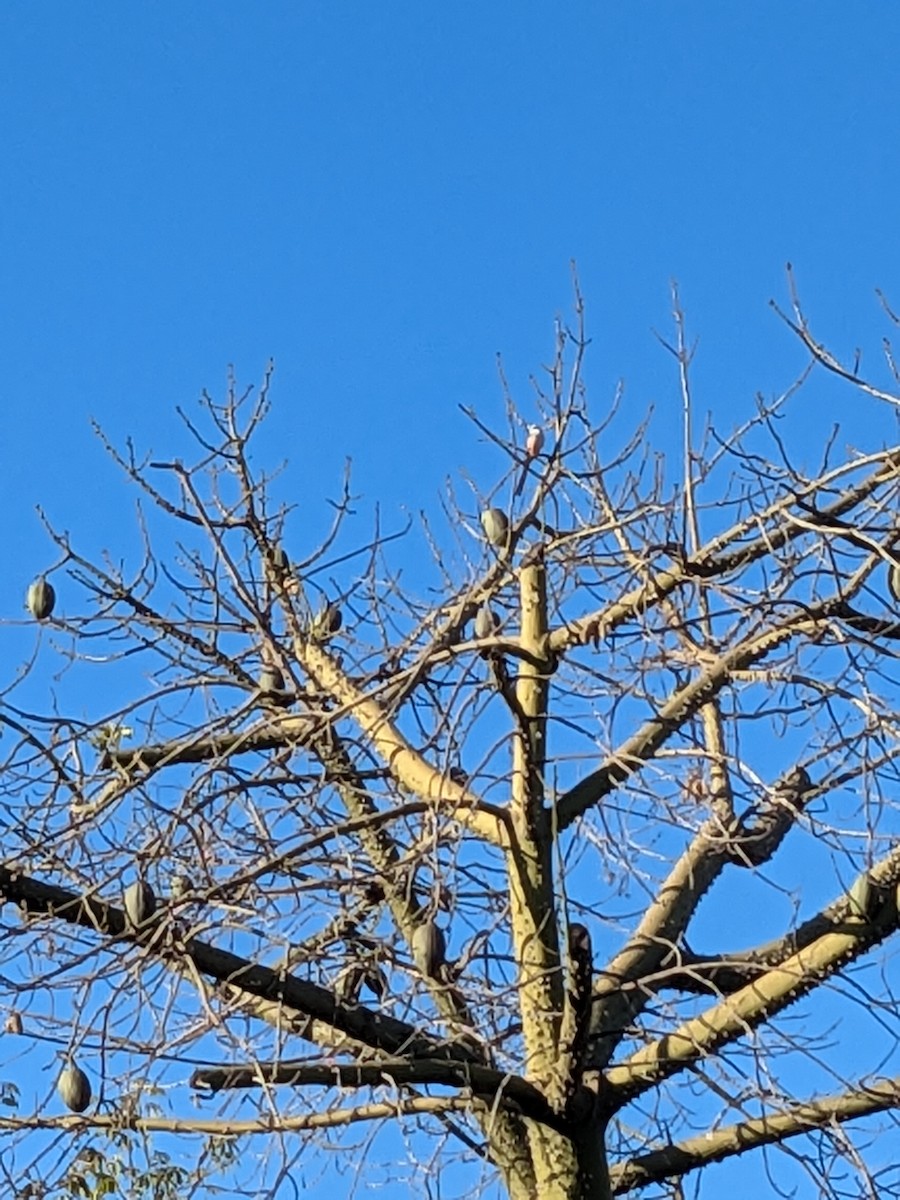 Scissor-tailed Flycatcher - ML627702363