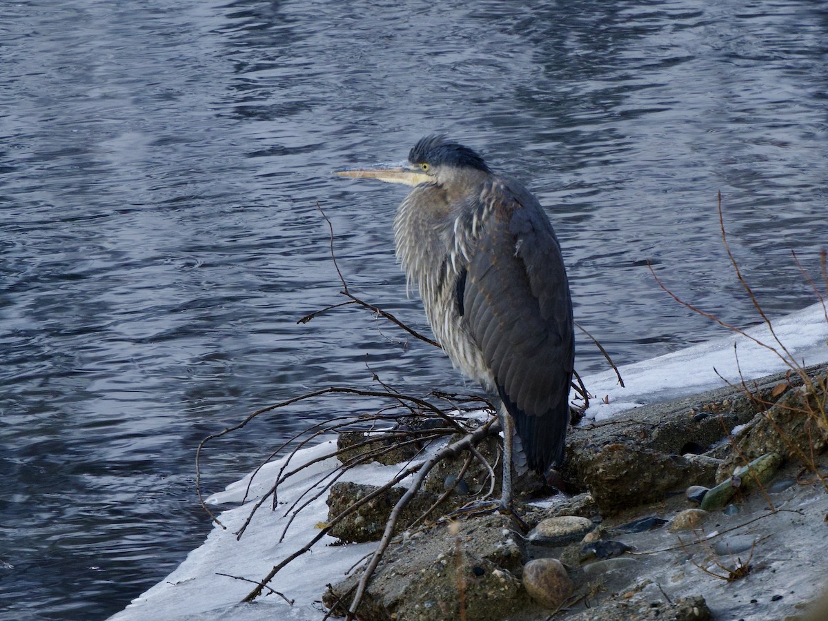 Great Blue Heron - ML627702437