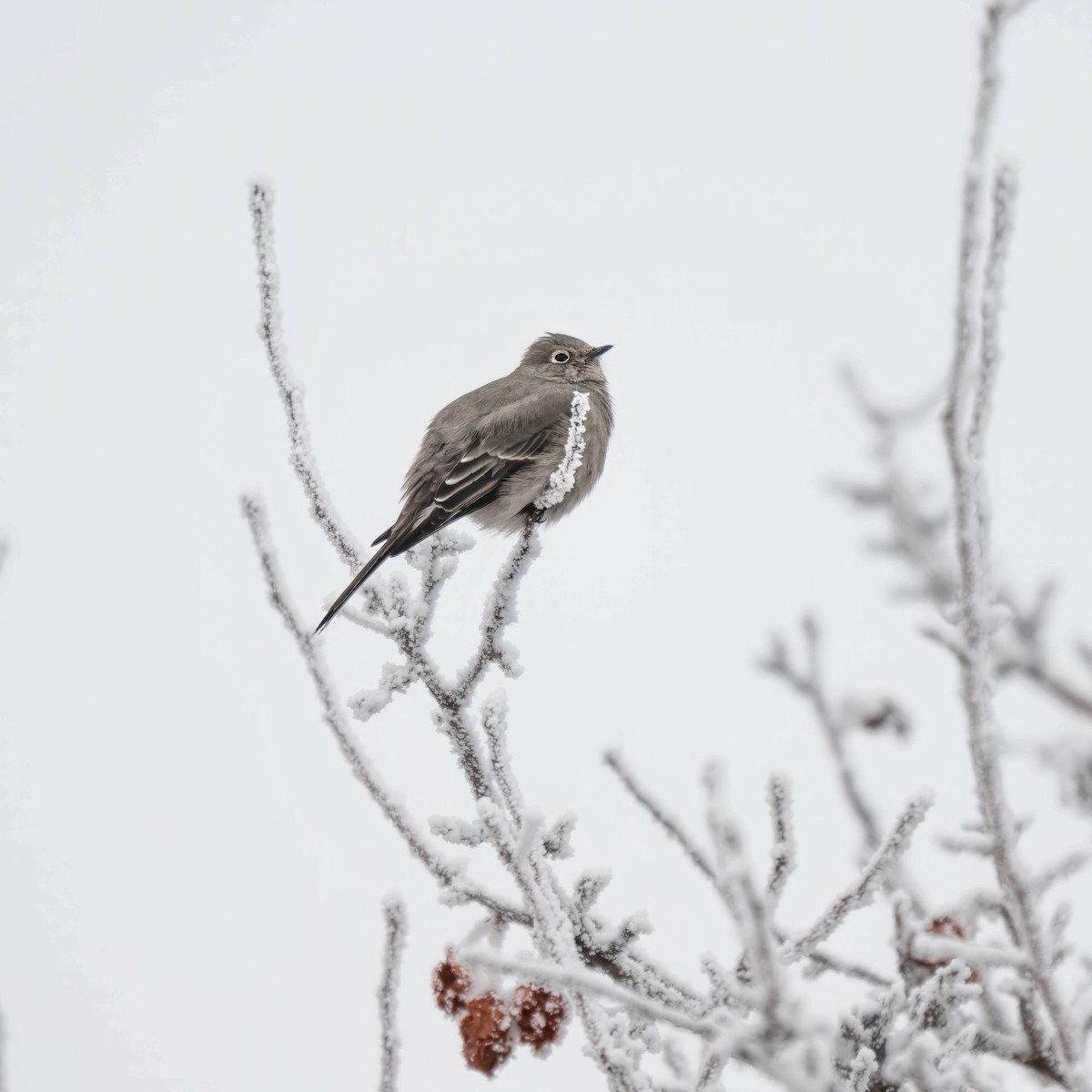 Townsend's Solitaire - ML627702471