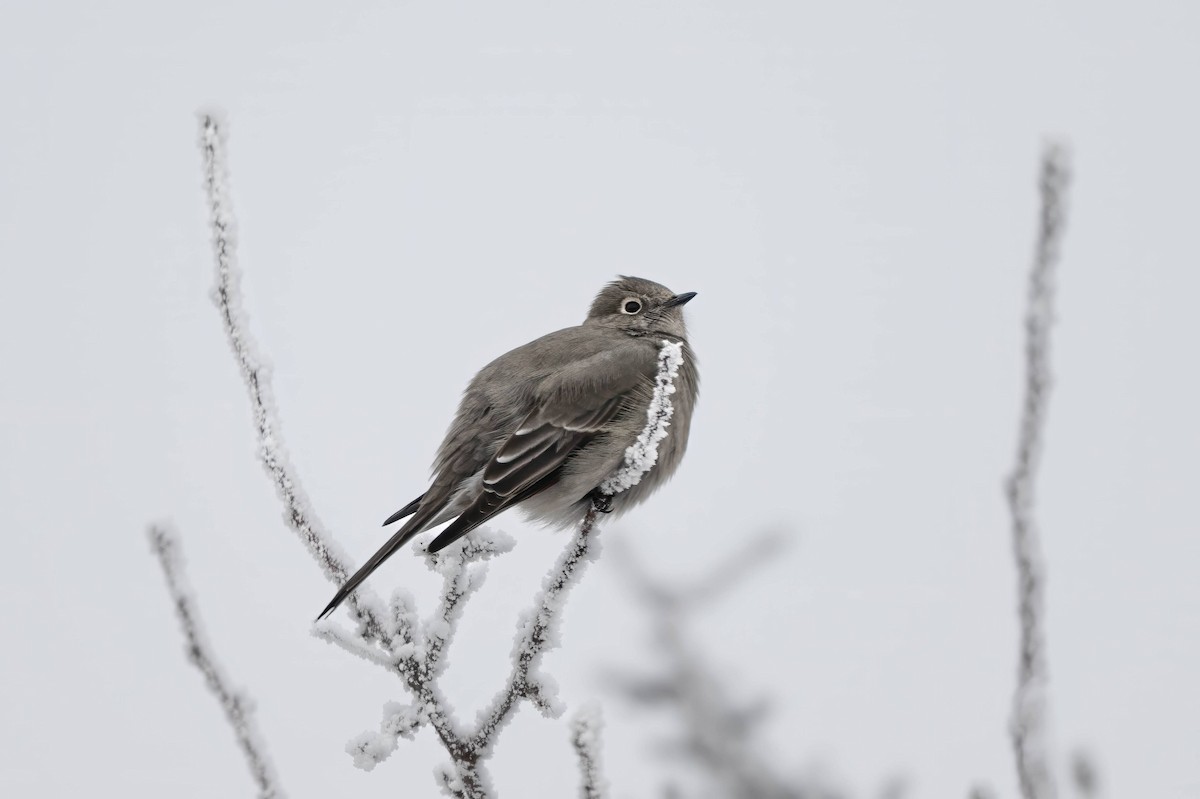Townsend's Solitaire - ML627702472