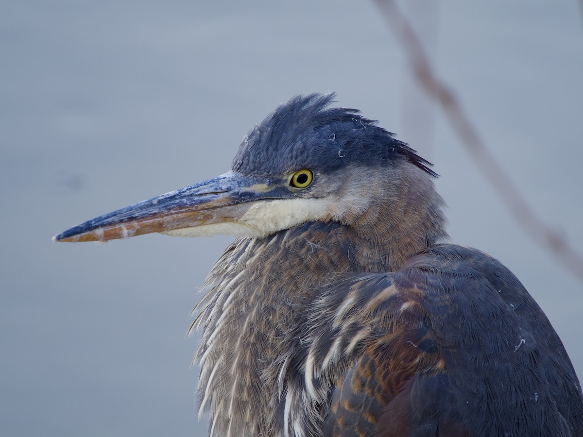 Great Blue Heron - ML627702509