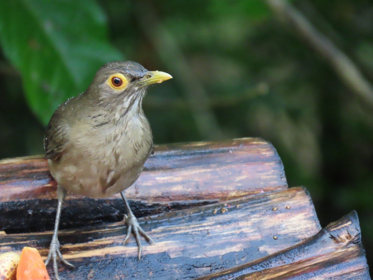 Spectacled Thrush - ML627702575