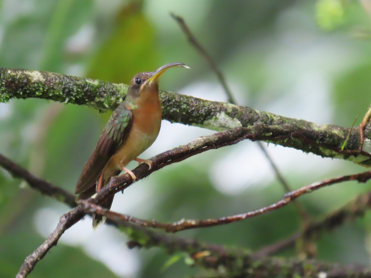 Rufous-breasted Hermit - ML627702671