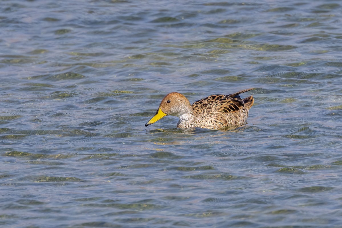 Yellow-billed Pintail - ML627702728