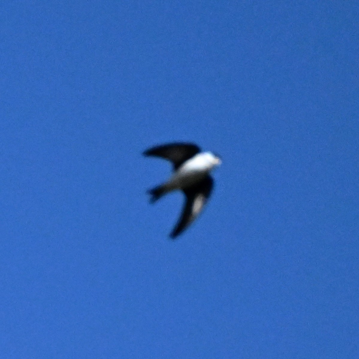 Golden Swallow - ML627702788
