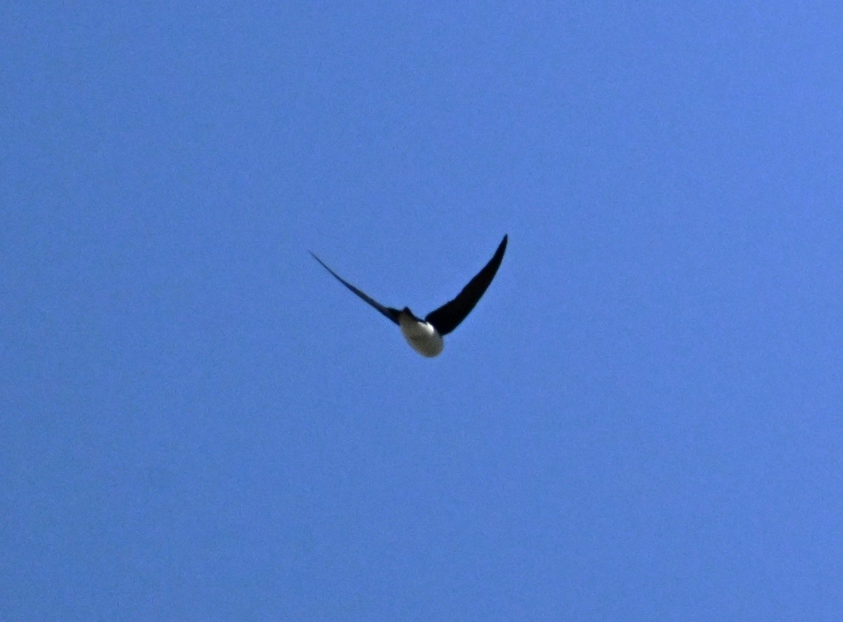 Golden Swallow - ML627702795