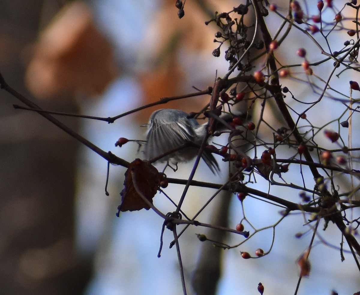 Blue-gray Gnatcatcher - ML627702812