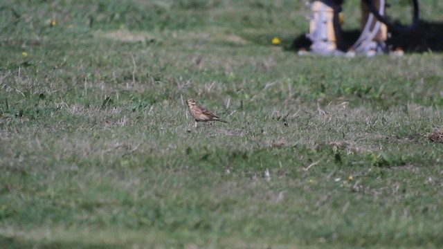 American Pipit - ML627702824