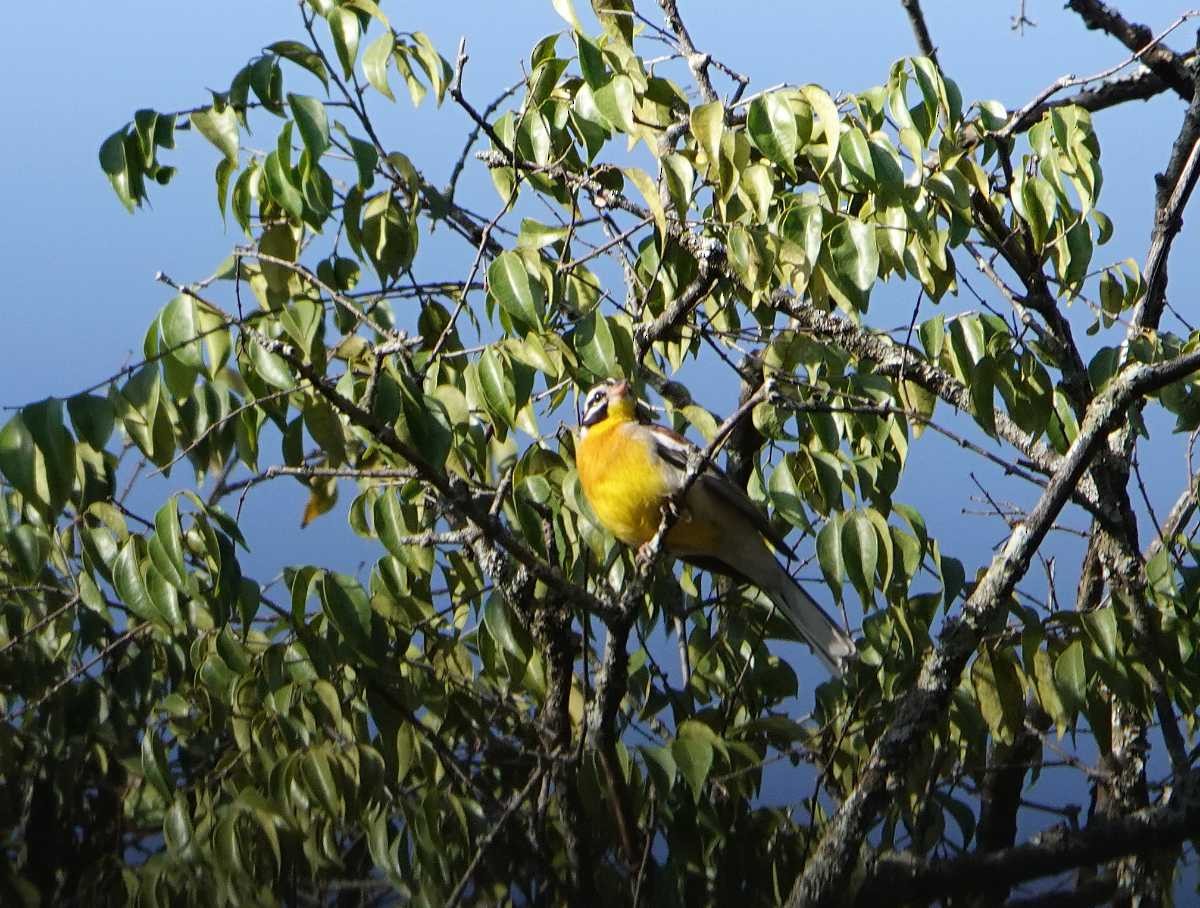 Golden-breasted Bunting - ML627702864