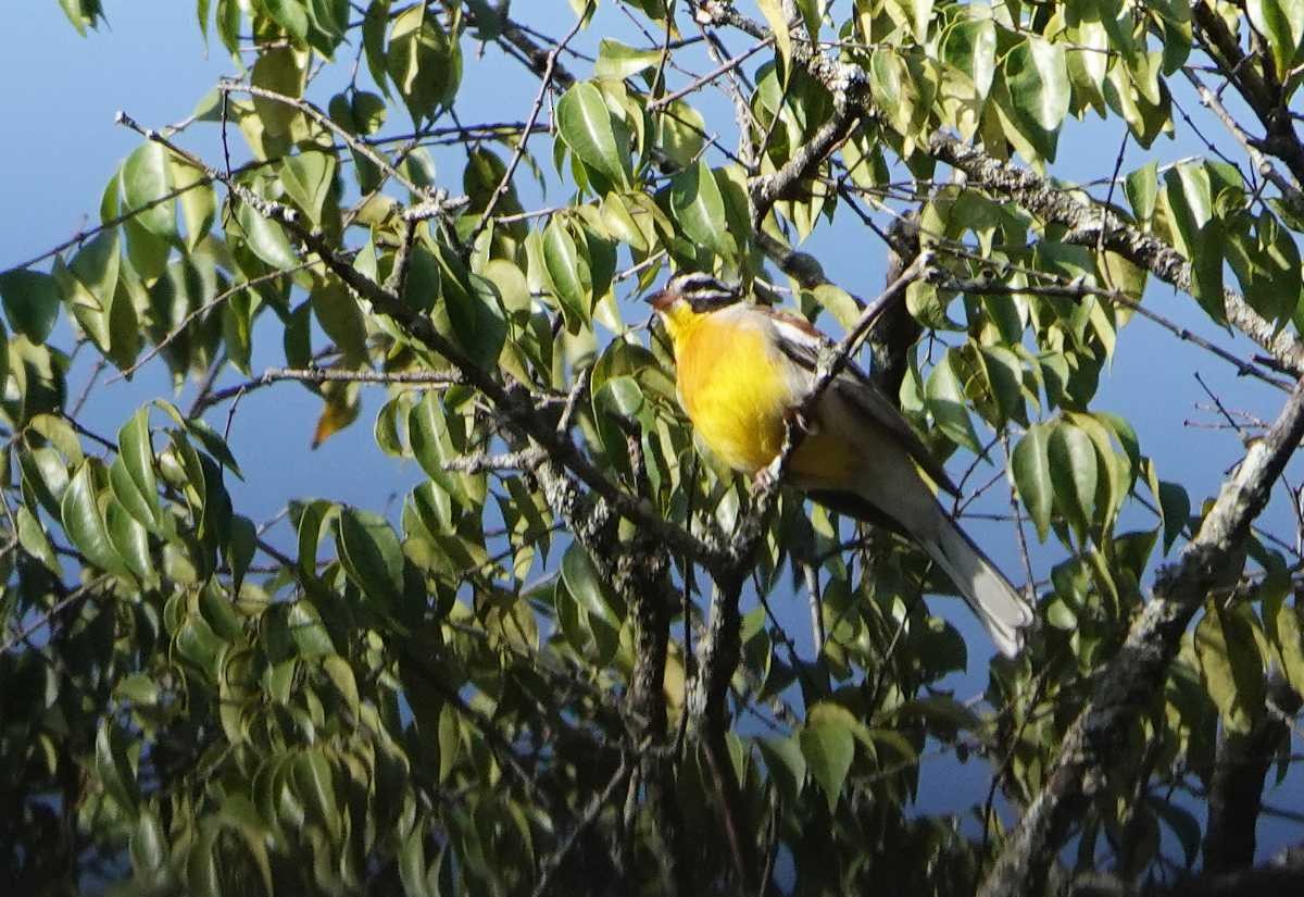 Golden-breasted Bunting - ML627702865