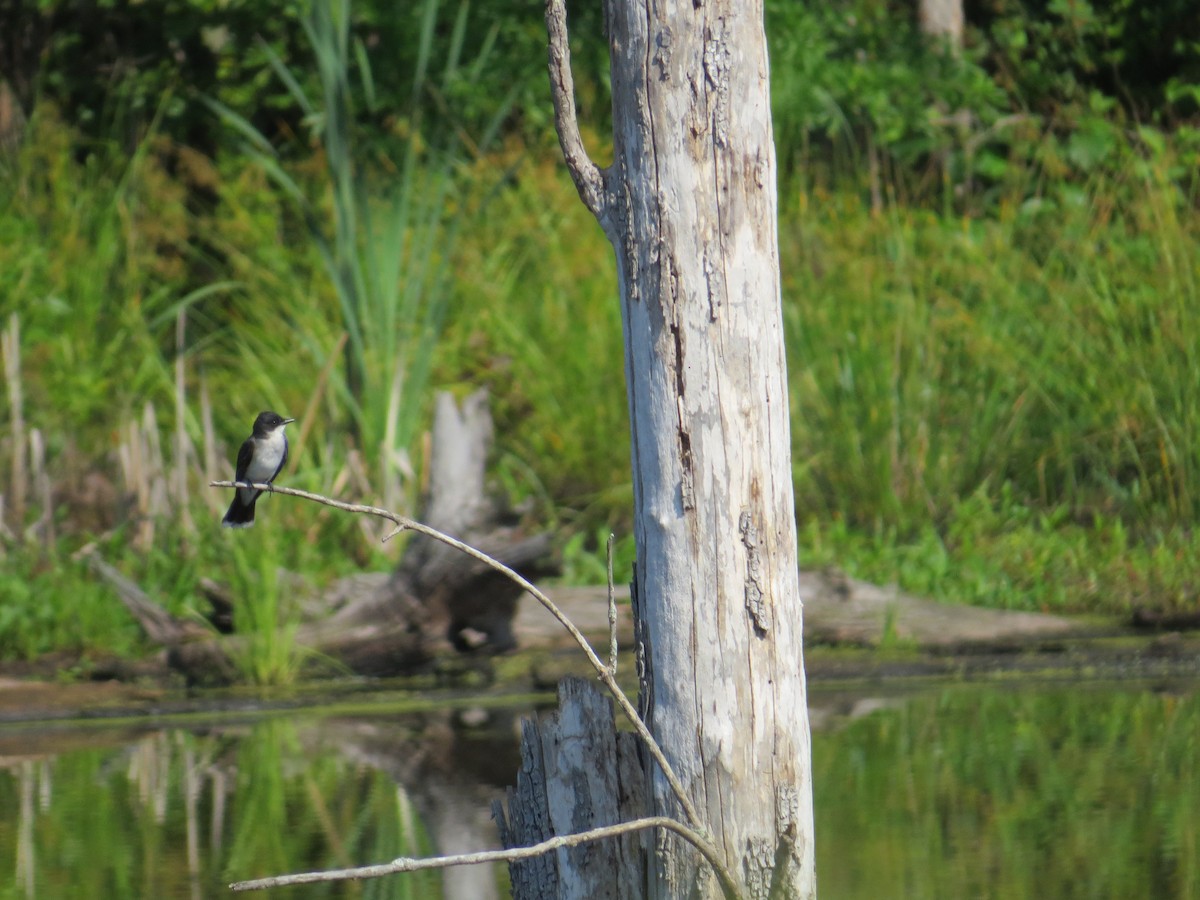 Eastern Kingbird - ML627702911