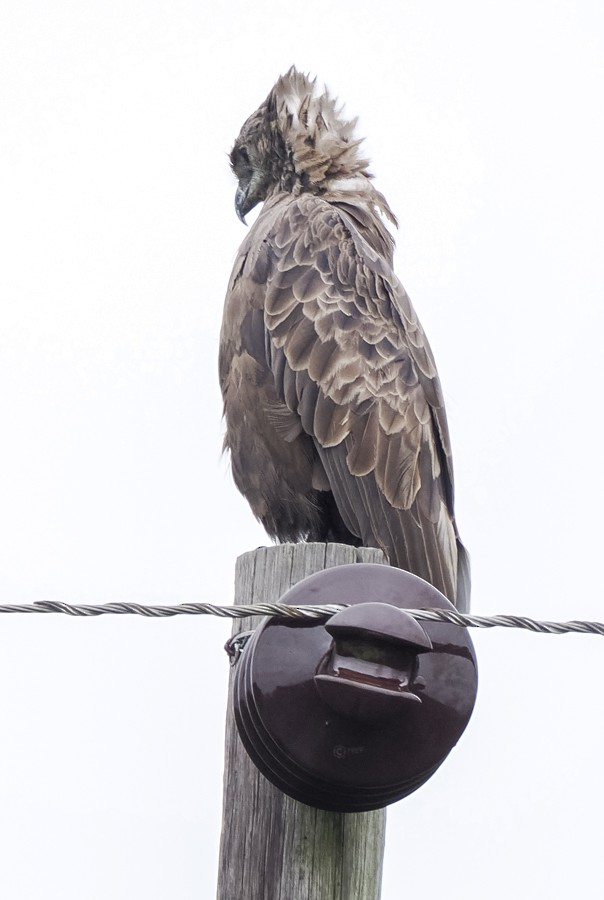 Brown Snake-Eagle - ML627702929