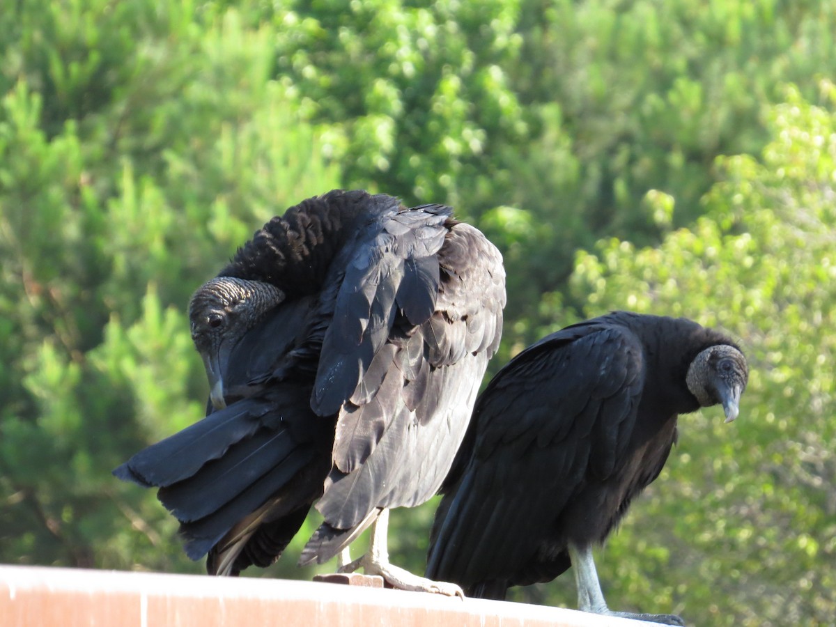Black Vulture - ML627702999