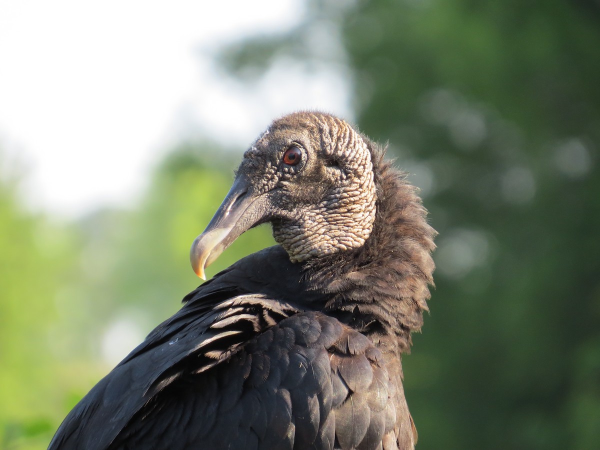 Black Vulture - ML627703000