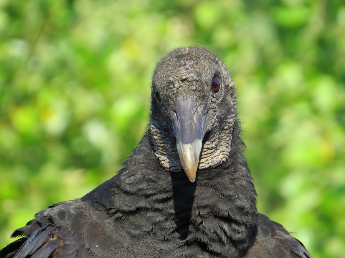 Black Vulture - ML627703002