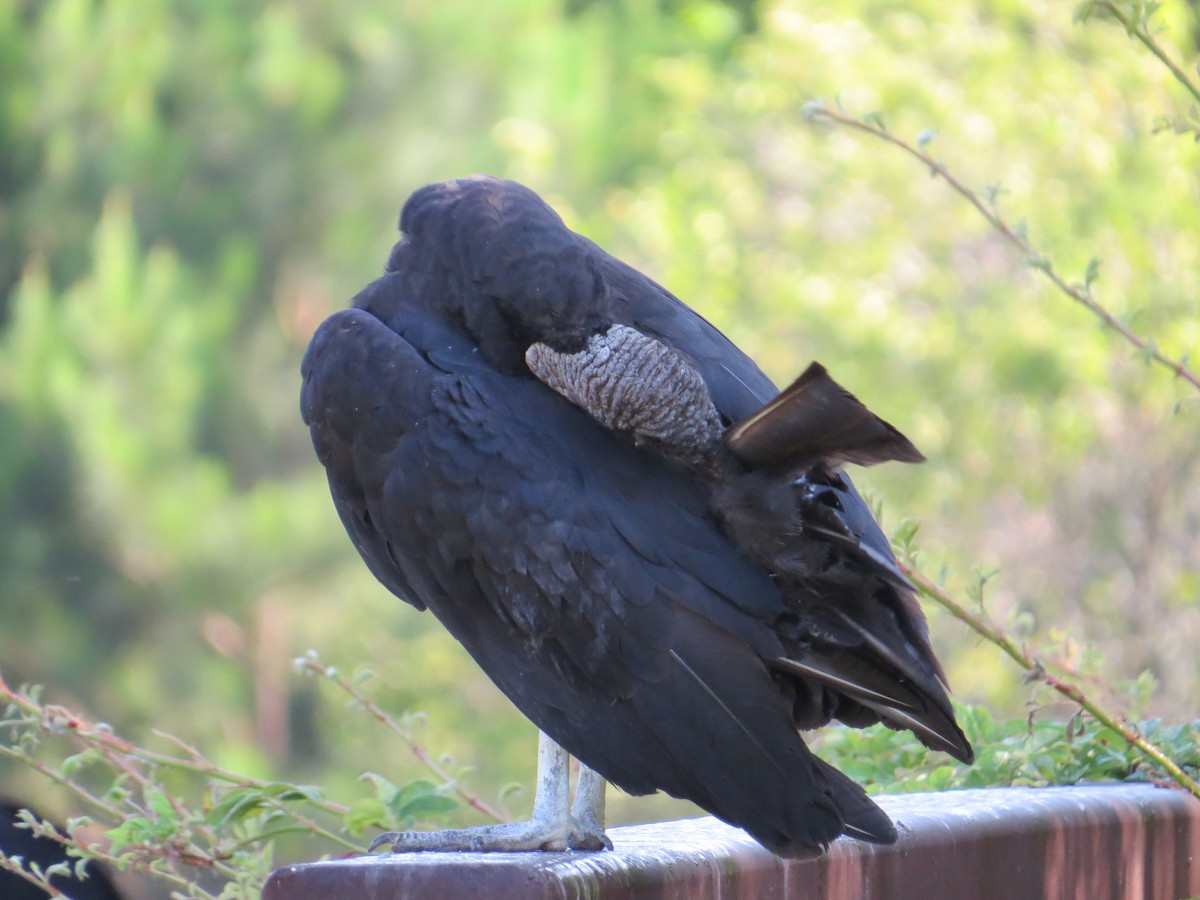 Black Vulture - ML627703004