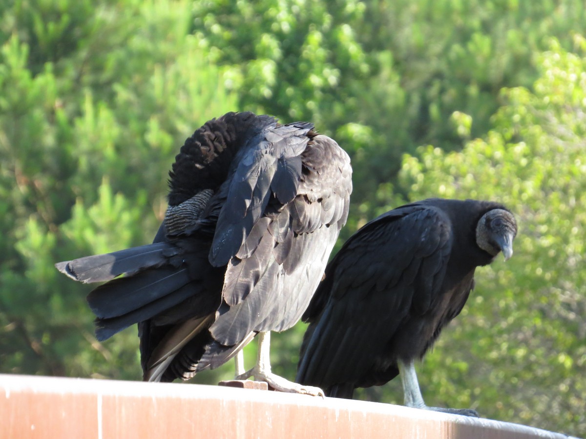 Black Vulture - ML627703006