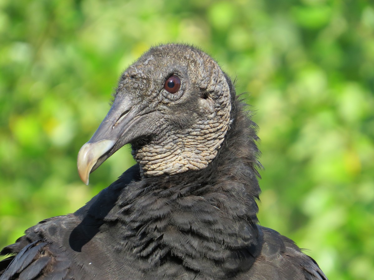 Black Vulture - ML627703008