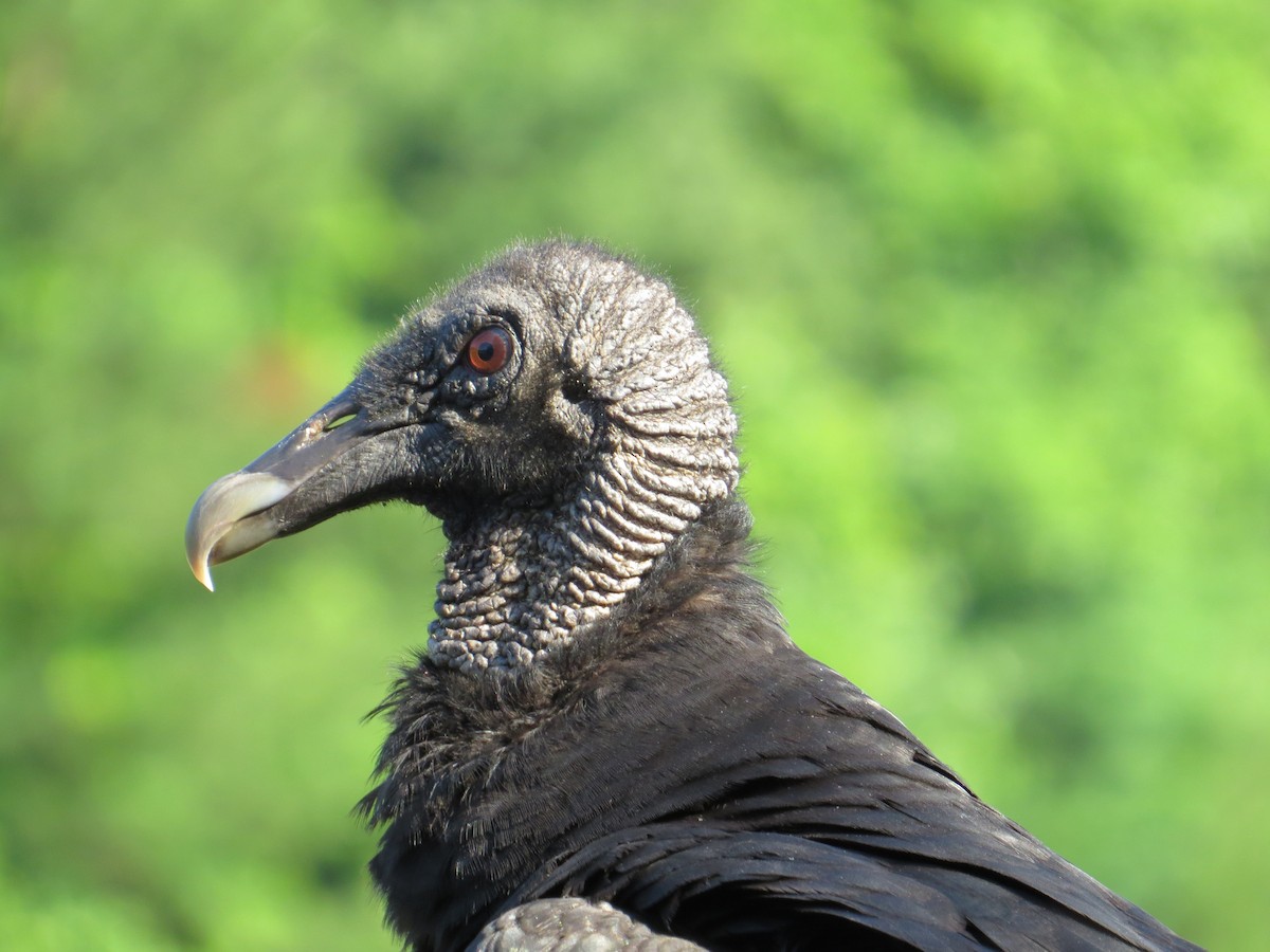 Black Vulture - ML627703009