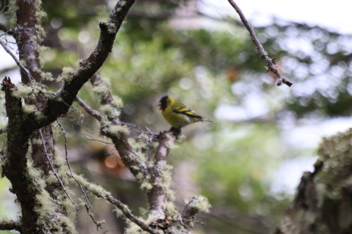 Black-chinned Siskin - ML627703011