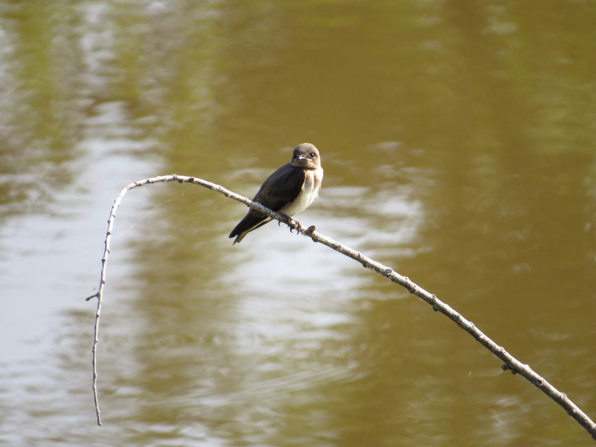 Northern Rough-winged Swallow - ML627703083