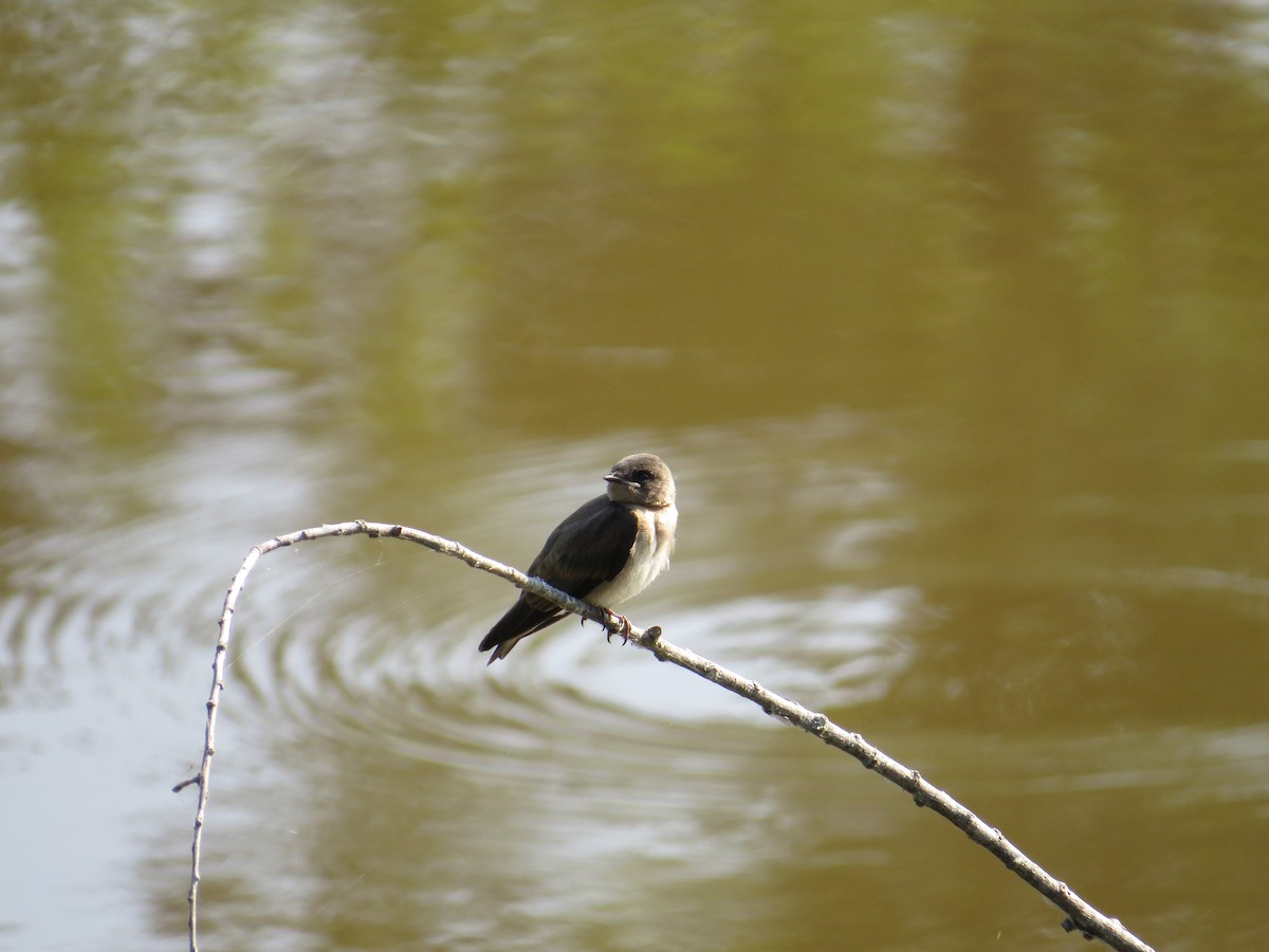 Northern Rough-winged Swallow - ML627703084