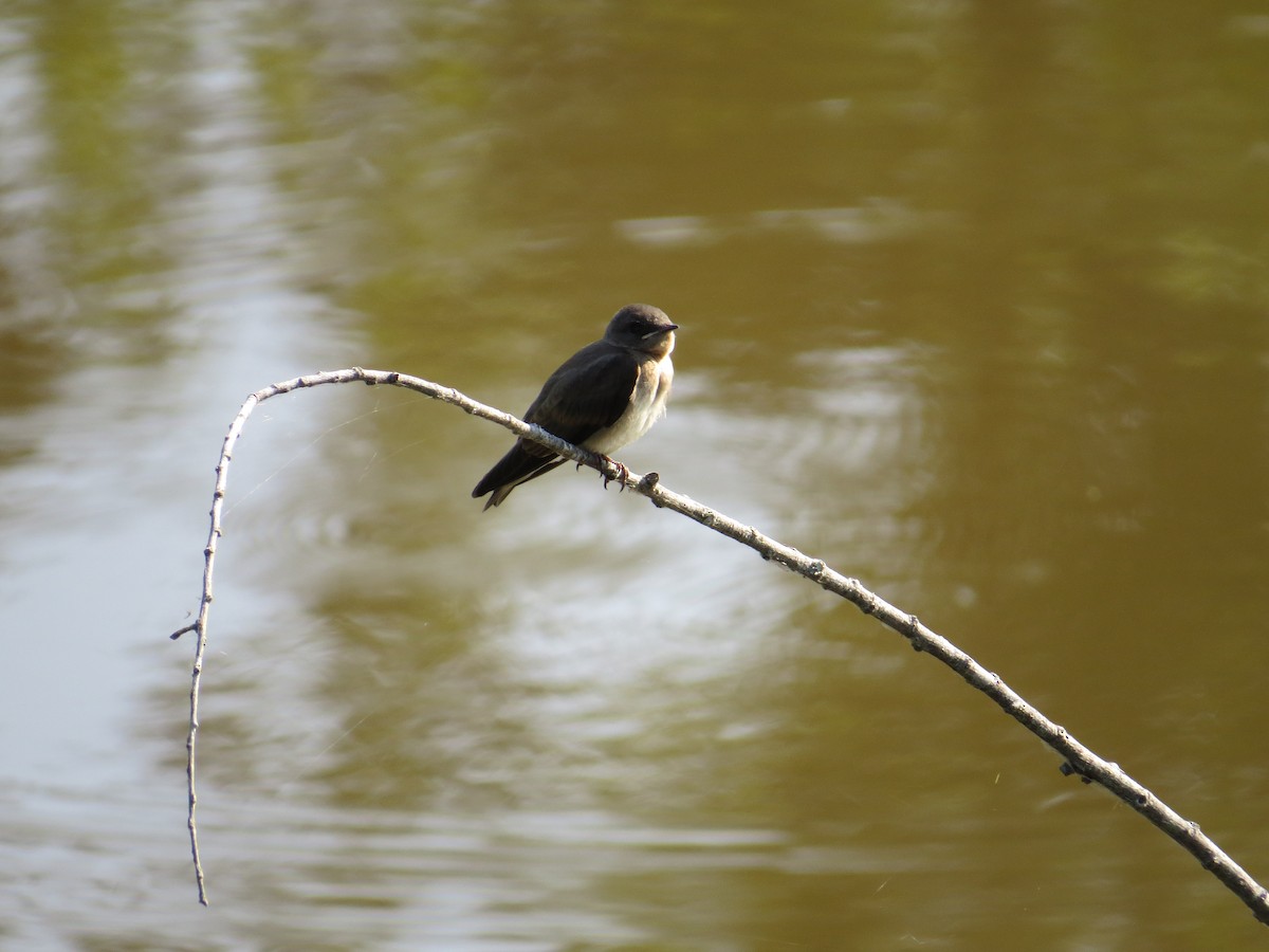 Northern Rough-winged Swallow - ML627703085