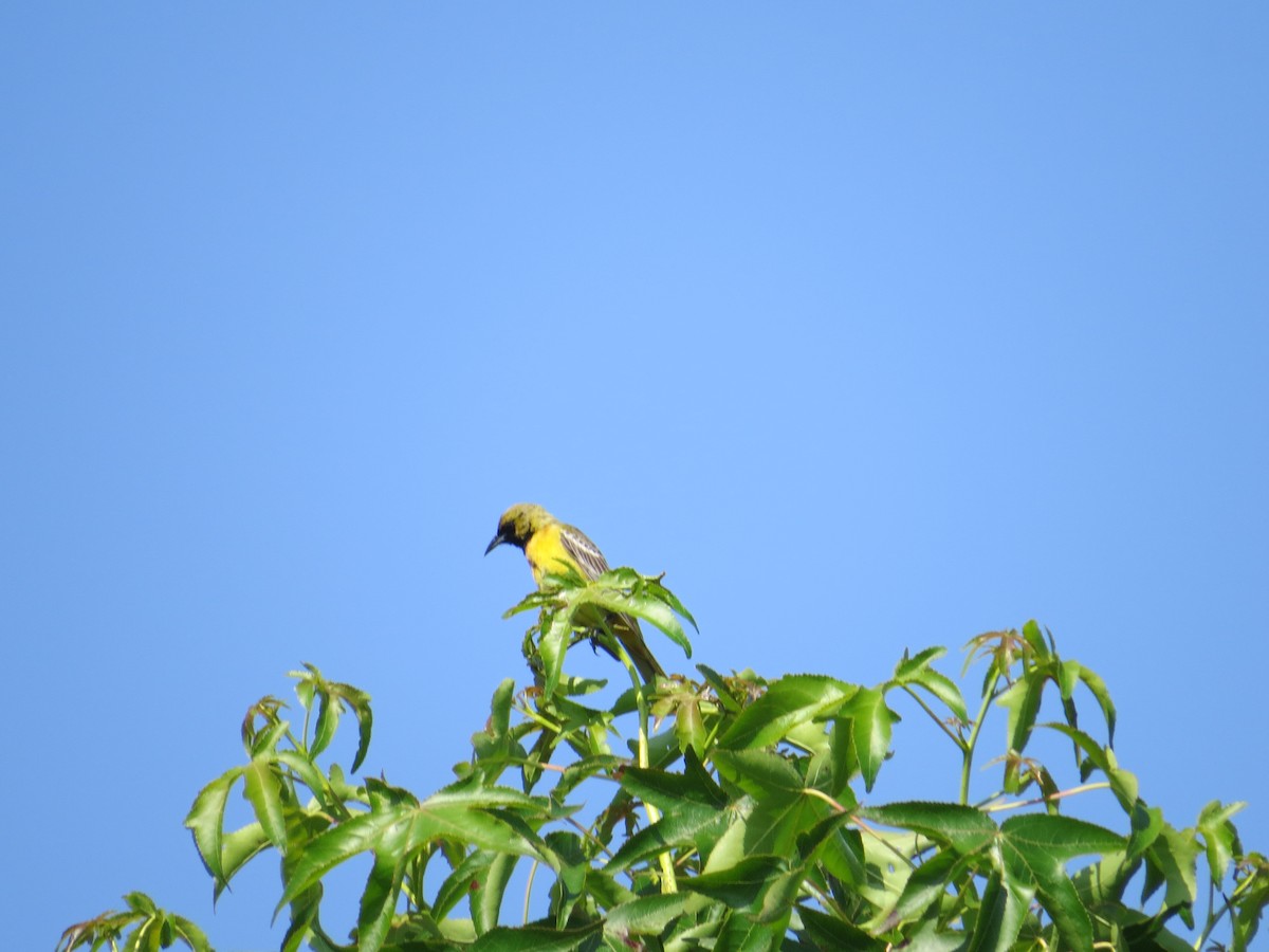 Orchard Oriole - ML627703108