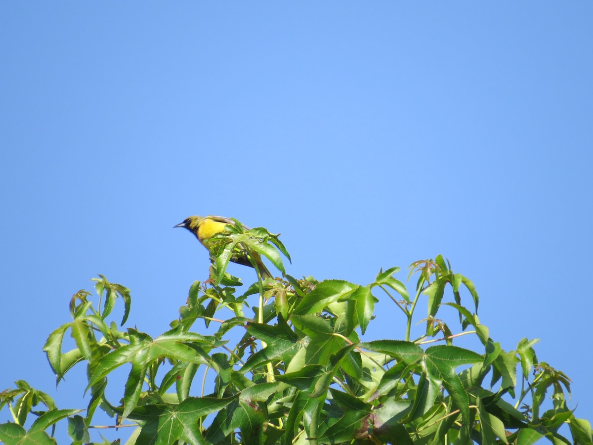 Orchard Oriole - ML627703109