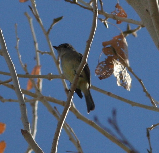 Hammond's/Dusky Flycatcher - ML627703118