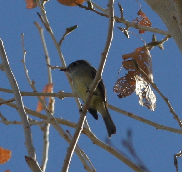 Hammond's/Dusky Flycatcher - ML627703119