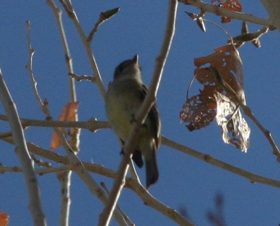 Hammond's/Dusky Flycatcher - ML627703120