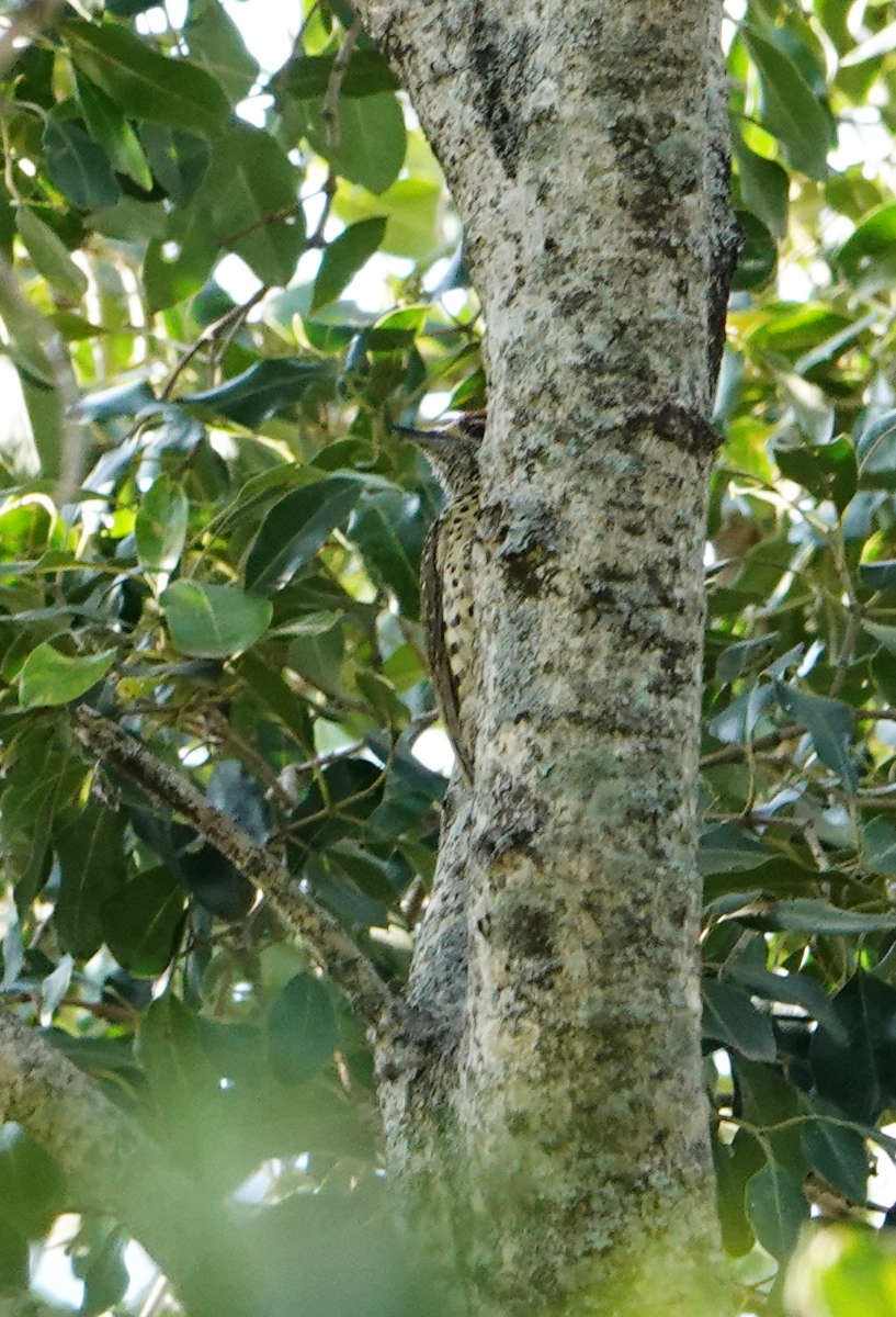 Green-backed Woodpecker - ML627703121