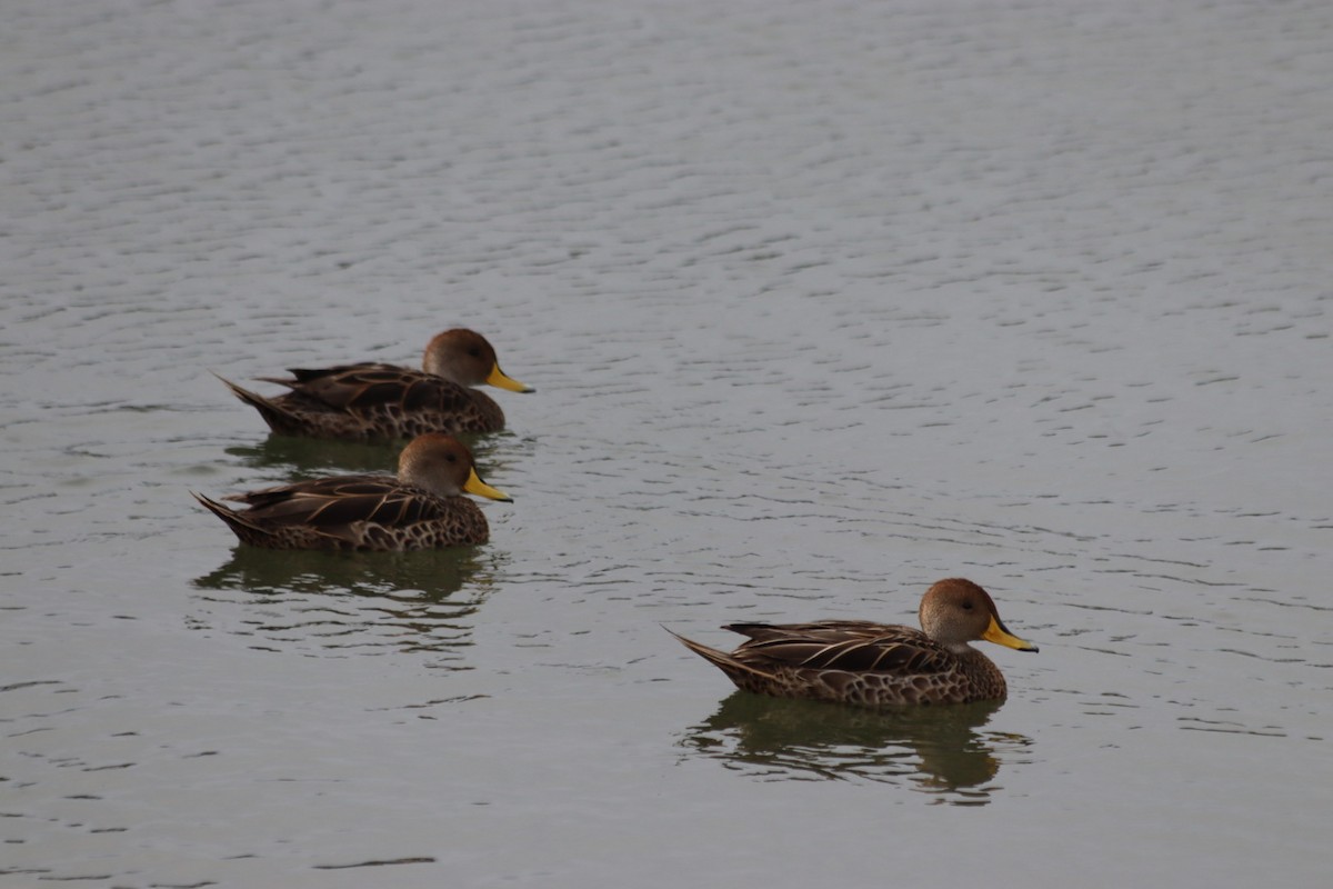 Yellow-billed Pintail - ML627703172