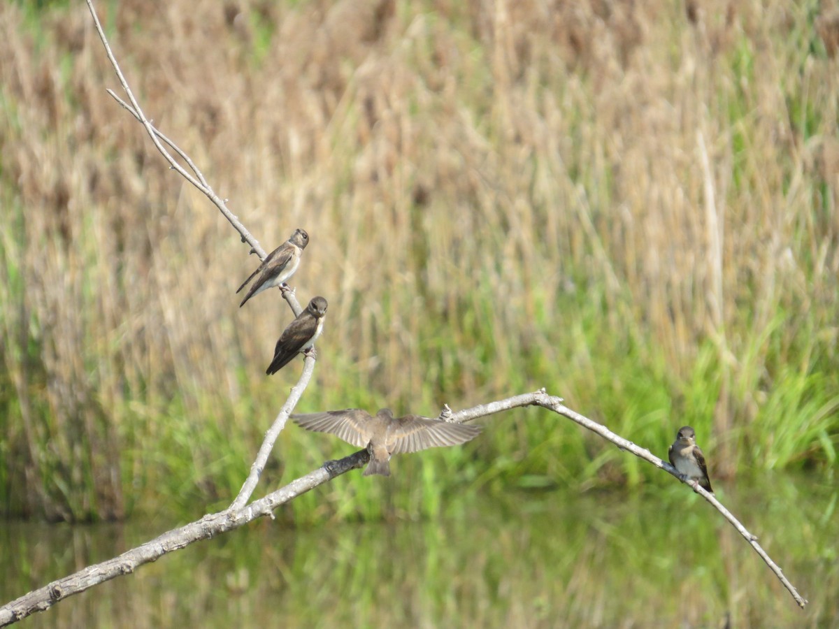 Northern Rough-winged Swallow - ML627703201