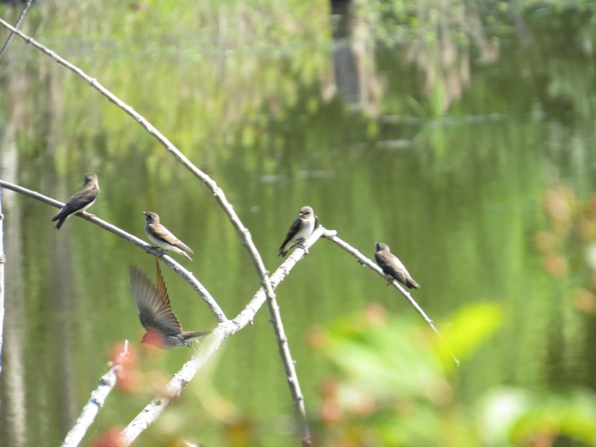 Northern Rough-winged Swallow - ML627703202