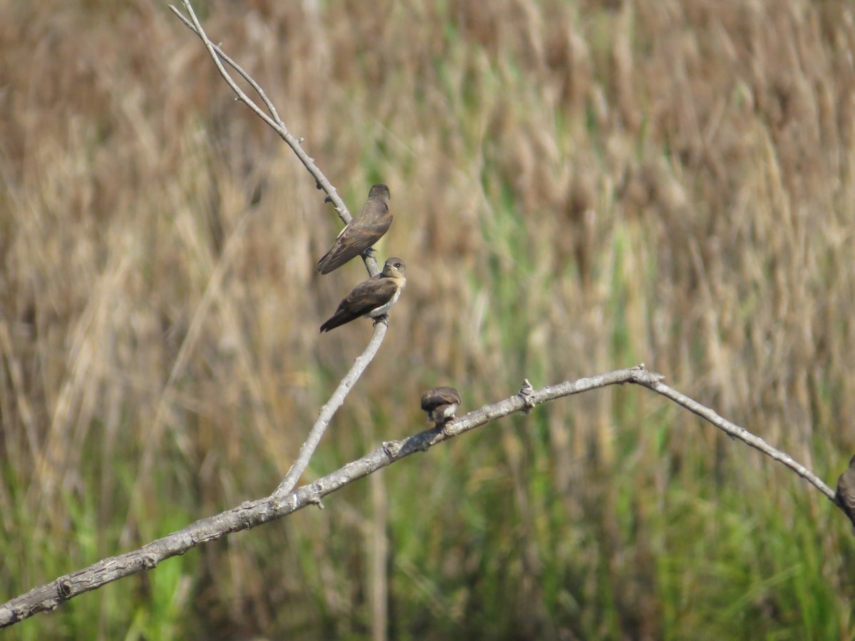 Northern Rough-winged Swallow - ML627703203