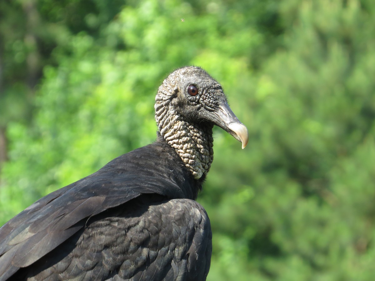Black Vulture - ML627703242