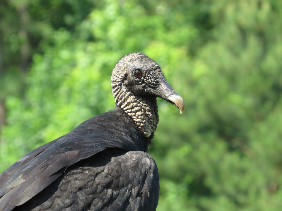 Black Vulture - ML627703243