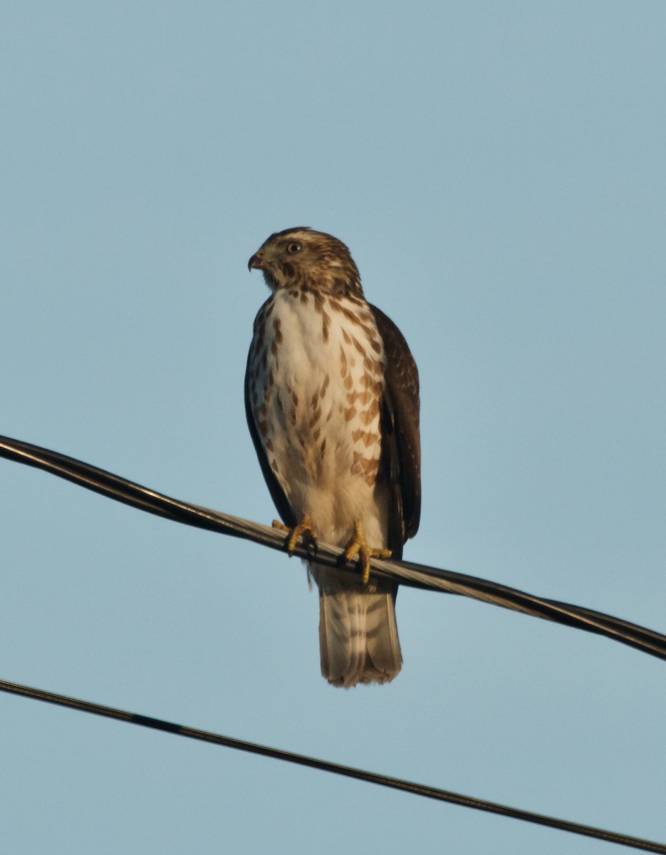 Broad-winged Hawk - ML627703295