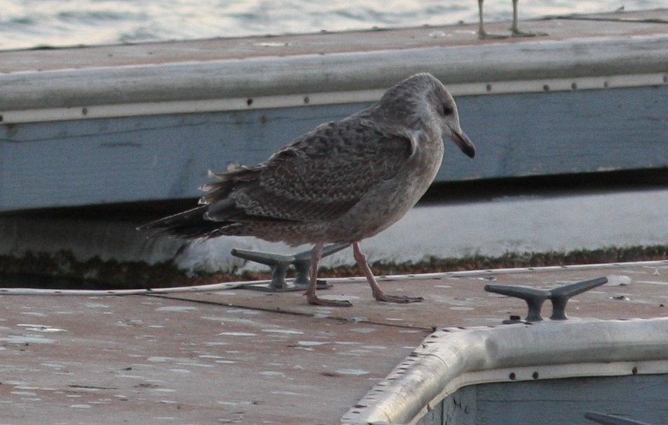 Goéland hudsonien - ML627703349