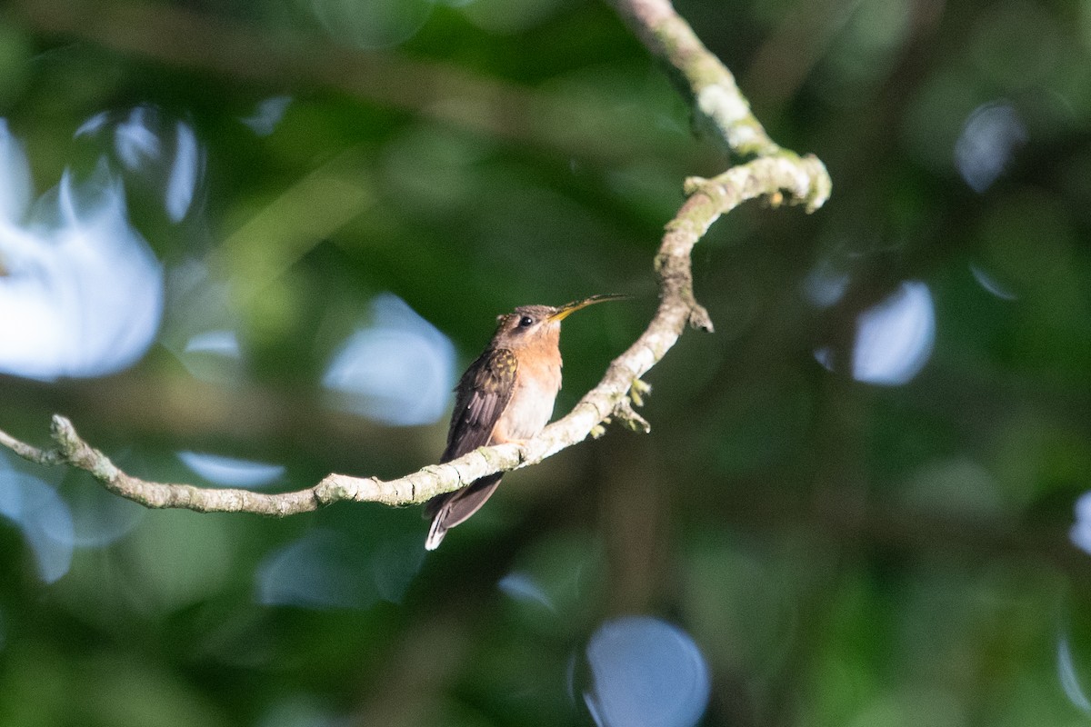 Rufous-breasted Hermit - ML627703390