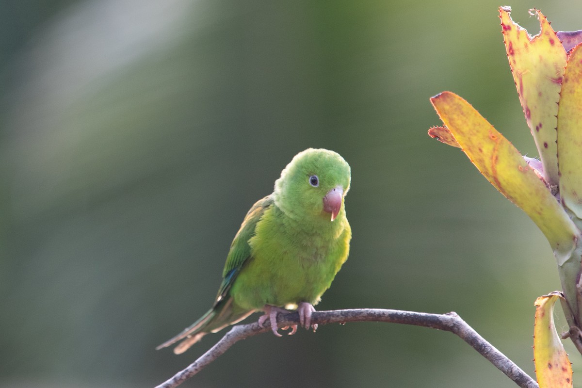 Plain Parakeet - ML627703419