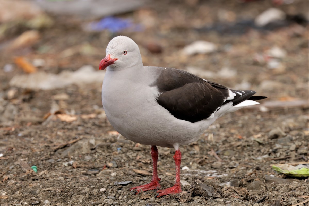 Dolphin Gull - ML627703506