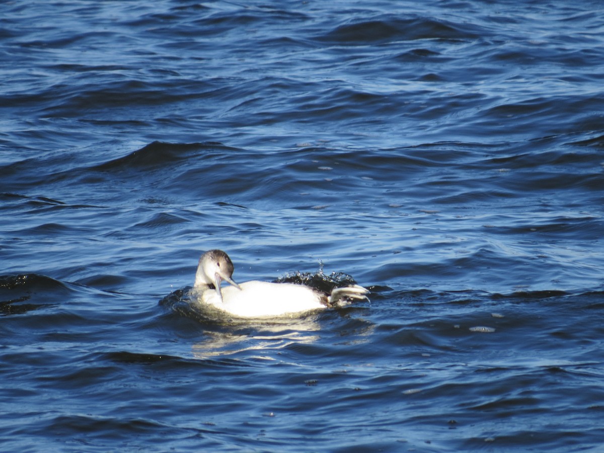 potáplice lední - ML627703645