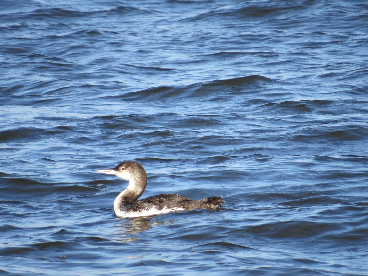 potáplice lední - ML627703646