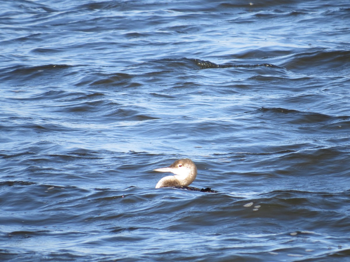 potáplice lední - ML627703647