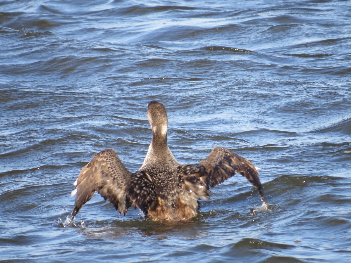 potáplice lední - ML627703648