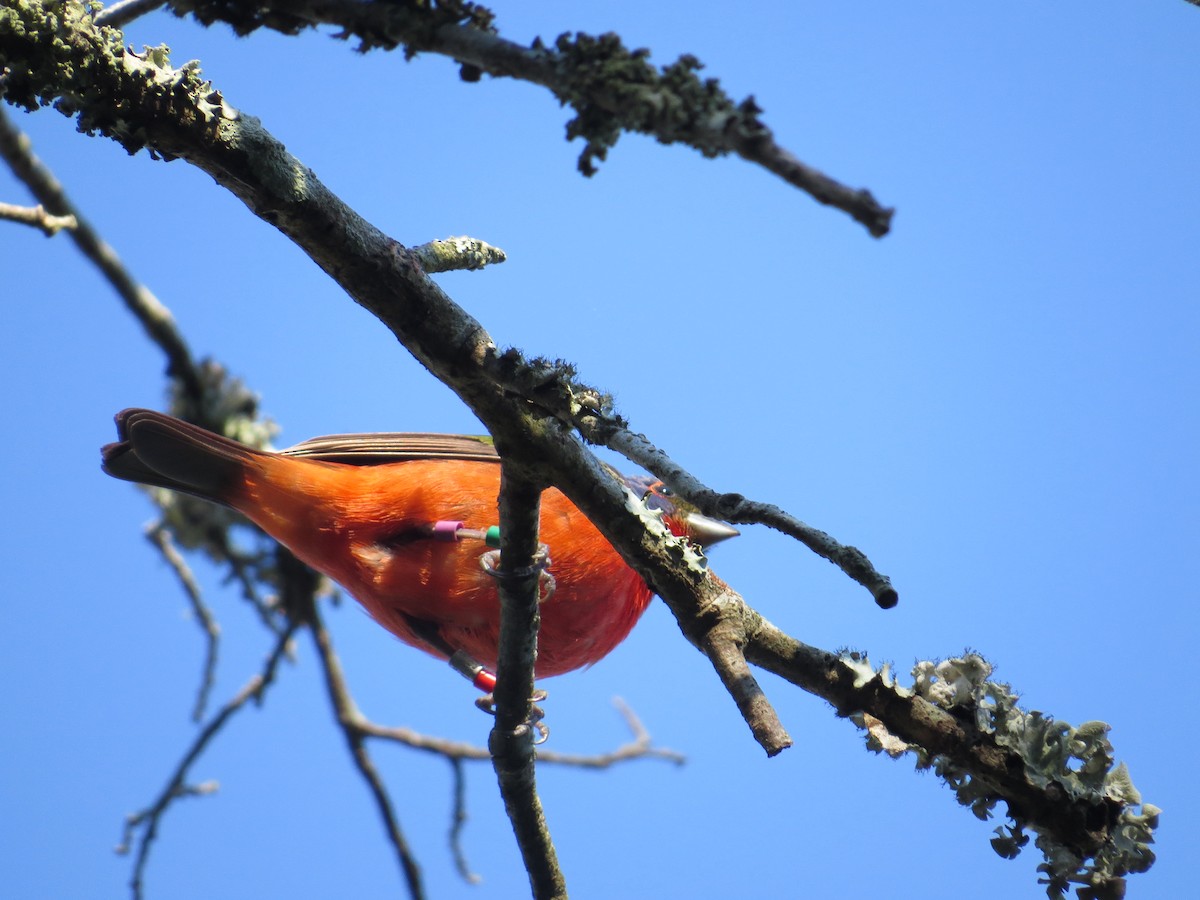 Painted Bunting - ML627703703